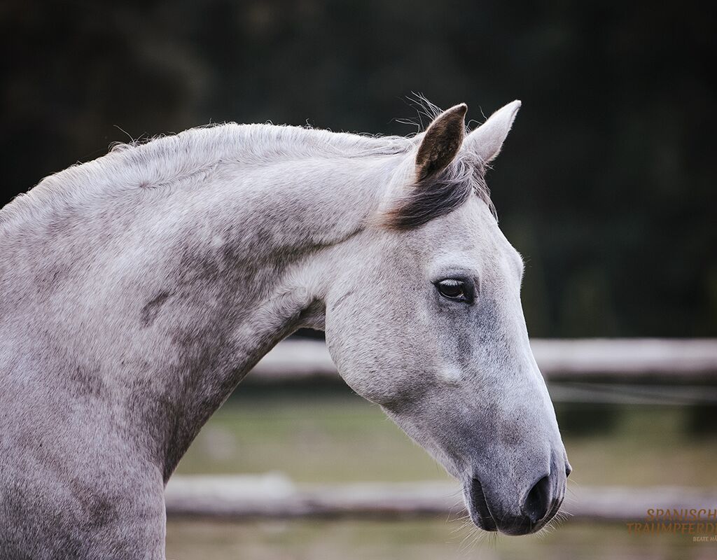 Bild 8 von PASCUAL, Andalusier, Wallach