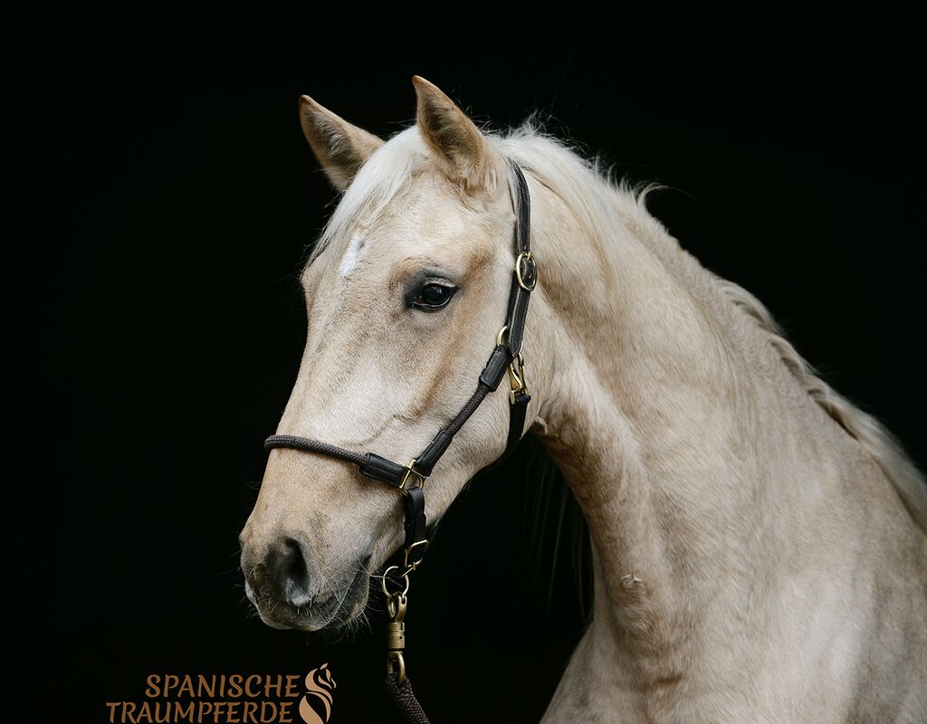Bild 1 von MERLIN, Andalusier, Wallach