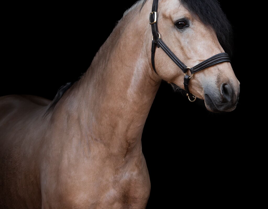 Bild 2 von SULEIMAN SH, Pura Raza Español, Hengst, 2022