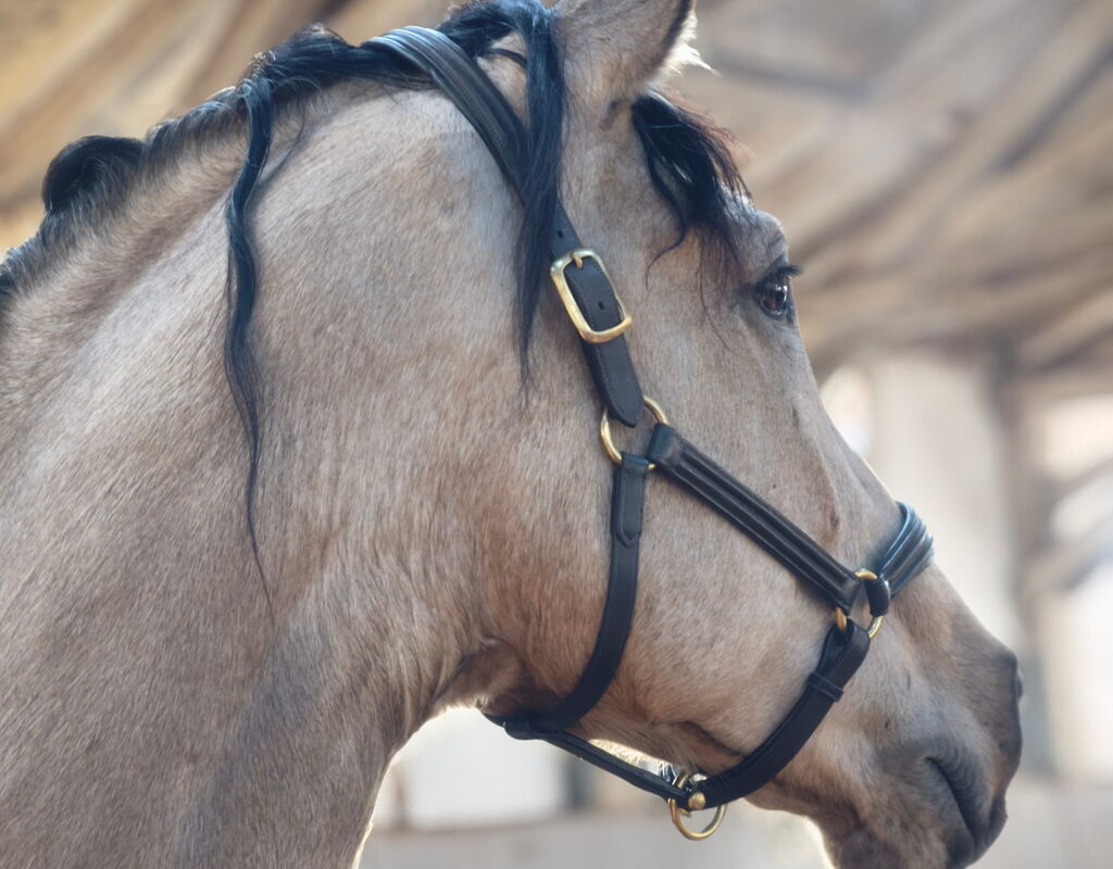 Bild 1 von ROLEX SH, Pura Raza Español, Wallach, 2021