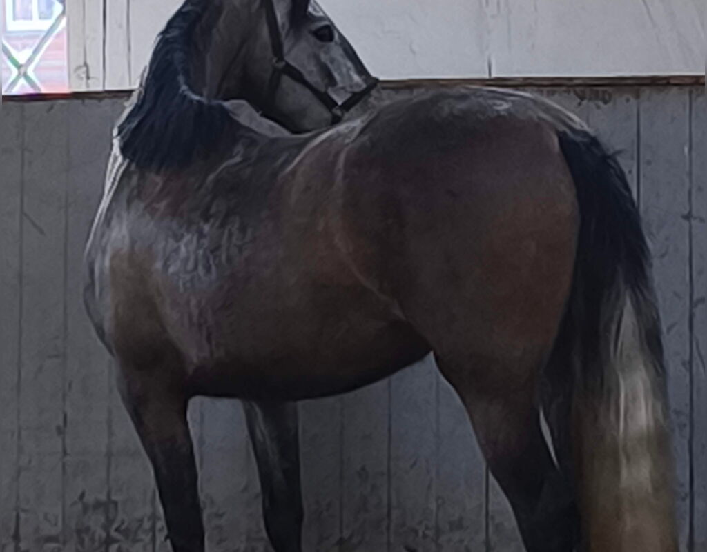 Bild 5 von SALMA SH, Pura Raza Español, Stute, 2022