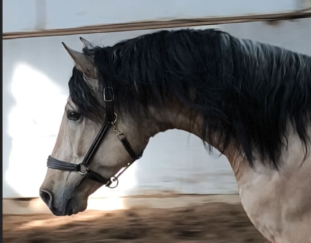 Bild 8 von SULEIMAN SH, Pura Raza Español, Hengst, 2022