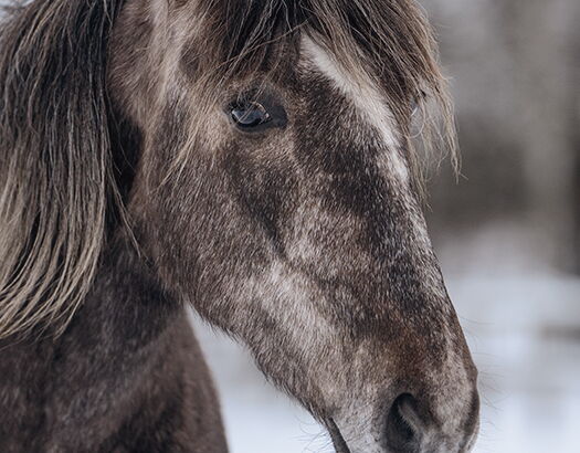 Bild 12 von MAXIMO LM, Pura Raza Español, Wallach, 2023