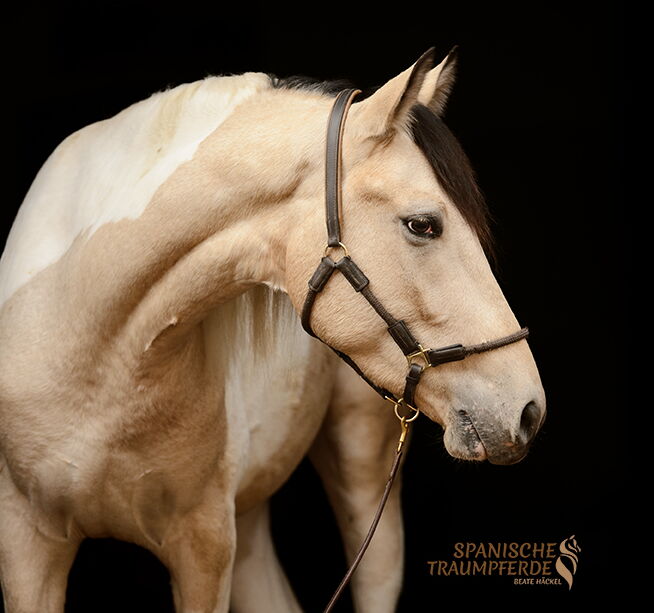 Andalusier Pferd SONDEO SH, Andalusier, Wallach, 2022 SONDEO SH, Andalusier, Wallach, 2022 / Andalusier / Wallach