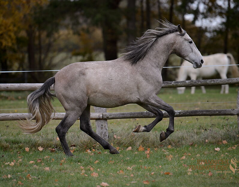 Bild 6 von RAPOSO SH, Pura Raza Espanol, Wallach, 2021