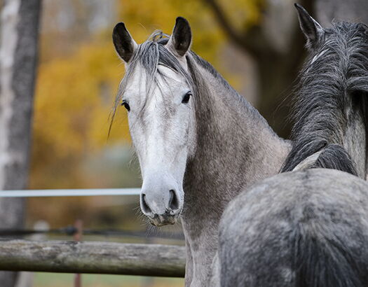 Bild 7 von RAPOSO SH, Pura Raza Espanol, Wallach, 2021