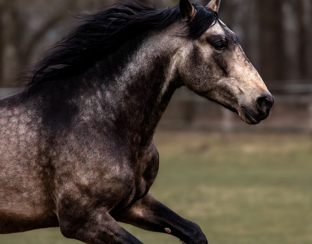 Bild 7 von RENE SH, Pura Raza Español, Hengst, 2021