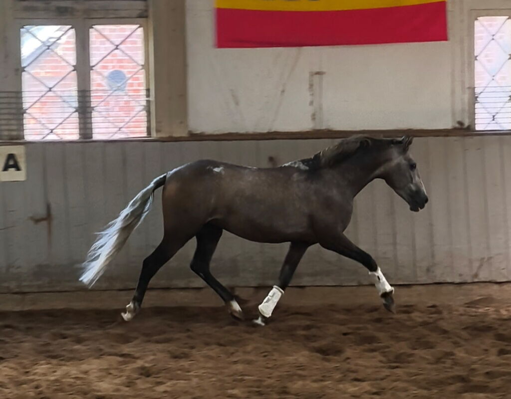 Bild 1 von QUINTUS SH, Pura Raza Español, Wallach, 2020