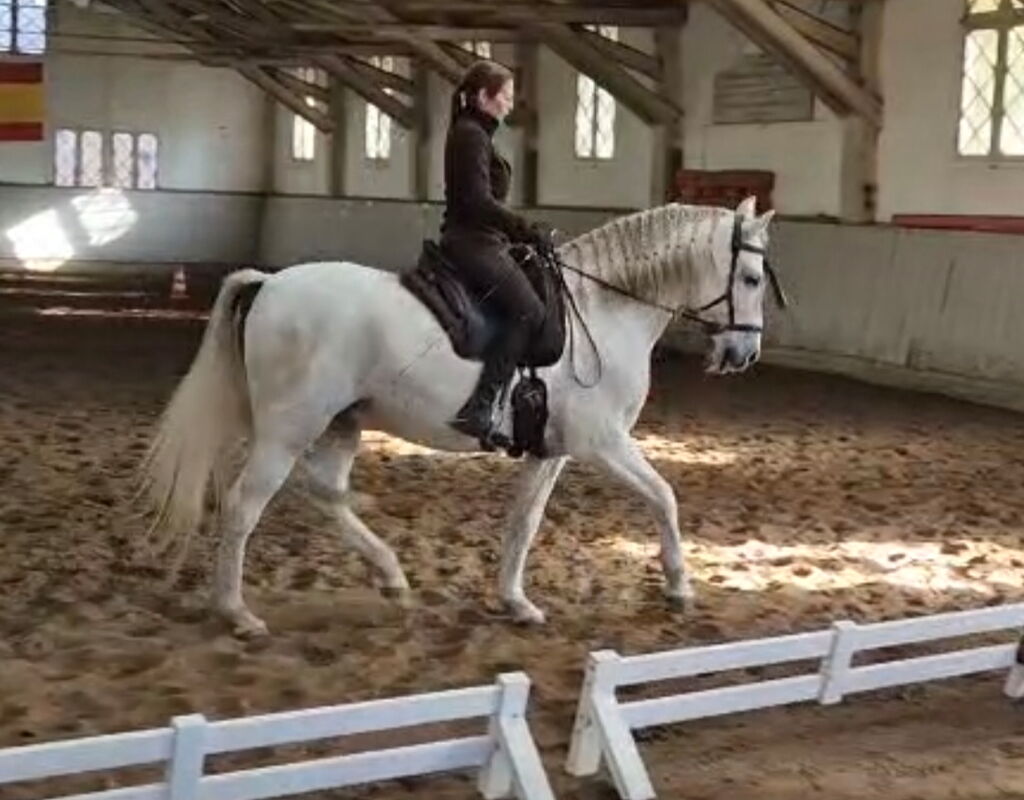 Bild 10 von HEREDERO, Pura Raza Espanol, Wallach, 2013