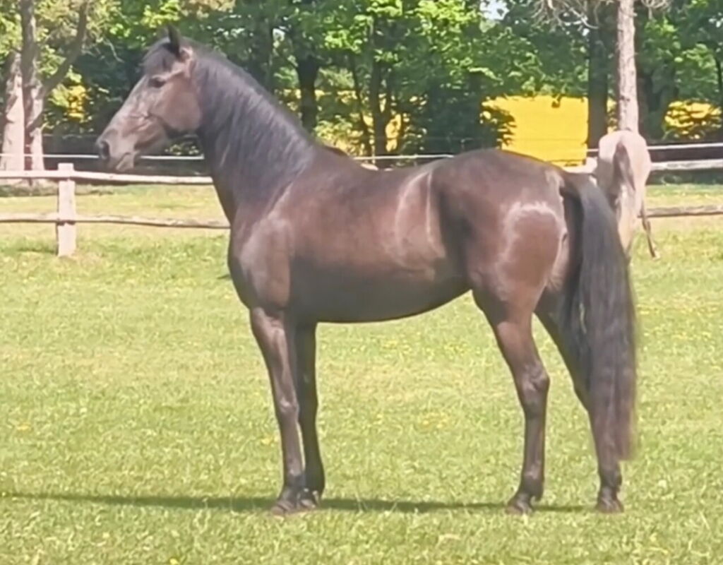 Bild 8 von RIA SH, Pura Raza Español, Stute, 2021
