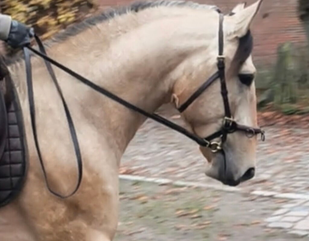 Bild 7 von ROCINANTE SH, Pura Raza Español, Hengst, 2021