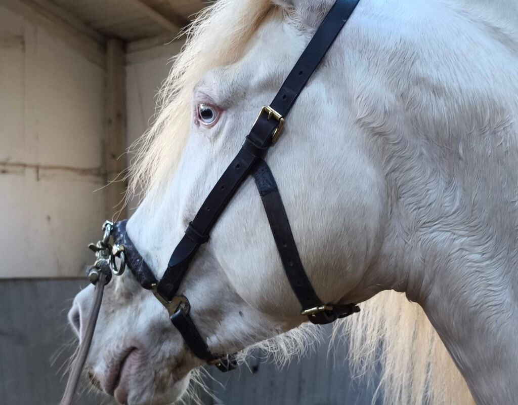 Bild 6 von REY SH, Pura Raza Español, Hengst, 2021