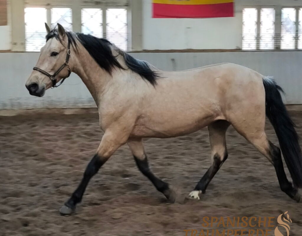 Bild 3 von SIMBA SH, Pura Raza Español, Wallach, 2022