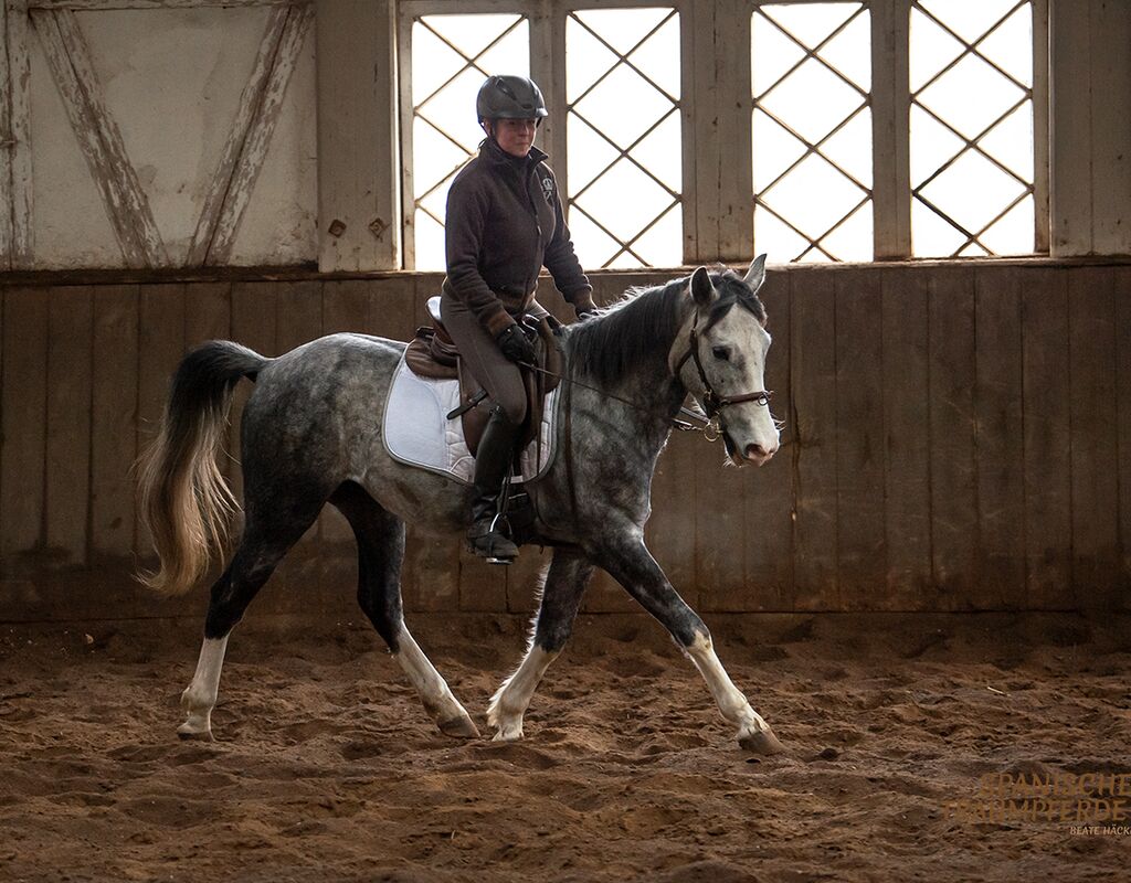 Bild 12 von MANEL, Lusitano, Wallach