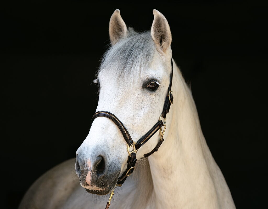 Bild 5 von RONALDO XVI, Pura Raza Espanol, Wallach, 2010