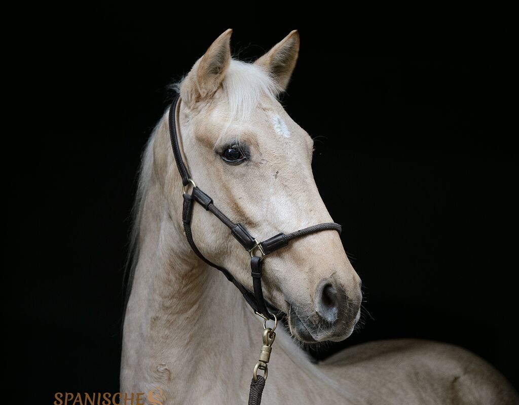 Bild 2 von MERLIN, Andalusier, Wallach