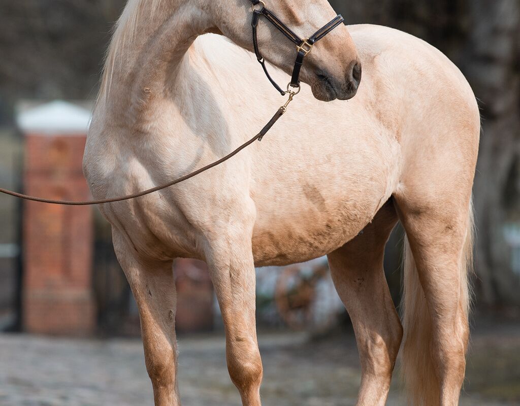 Bild 2 von MERLIN, Andalusier, Wallach, 2020