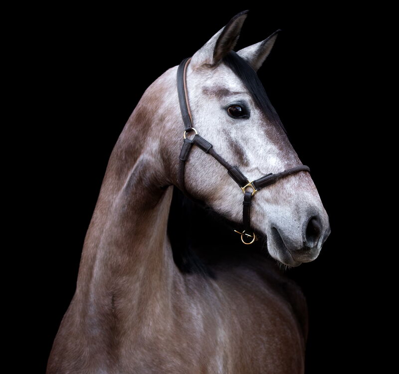 SALMA SH, Pura Raza Español, Stute, 2022 / PRE / Stute