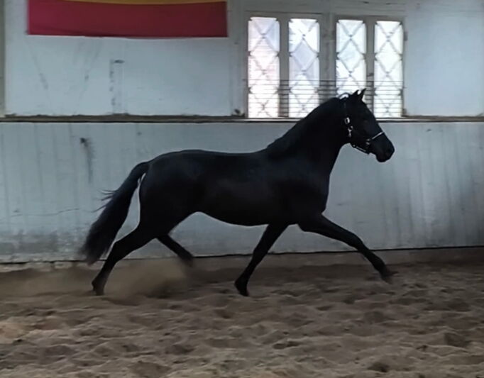 Bild 4 von SULTAN SH, Pura Raza Español, Wallach, 2022