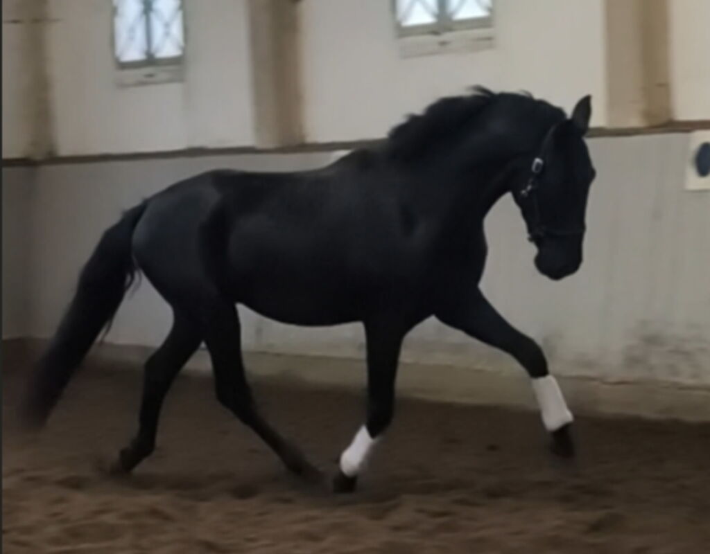 Bild 1 von SIRIUS SH, Pura Raza Espanol, Wallach, 2022