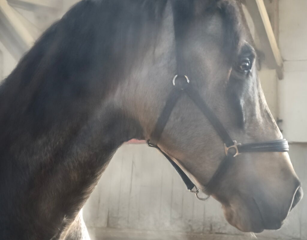 Bild 2 von RENE SH, Pura Raza Español, Hengst, 2021