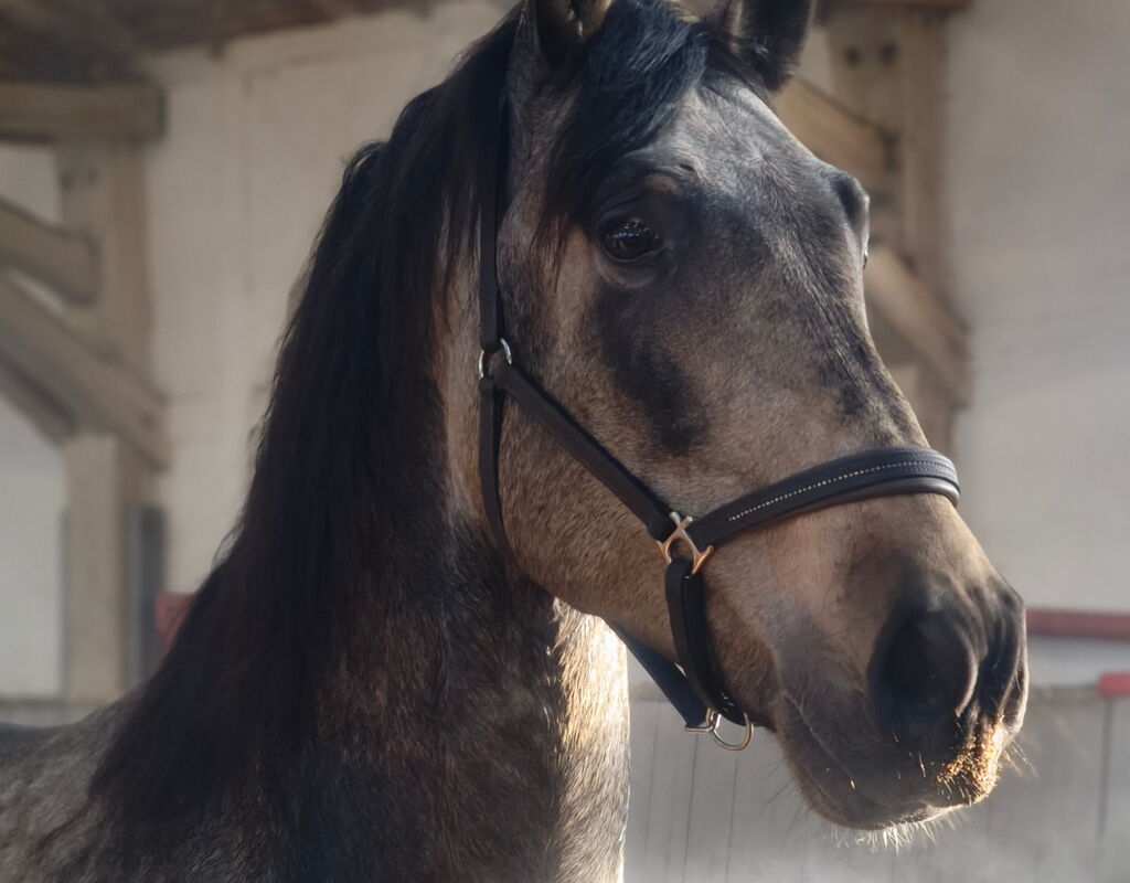 Bild 3 von RENE SH, Pura Raza Español, Hengst, 2021