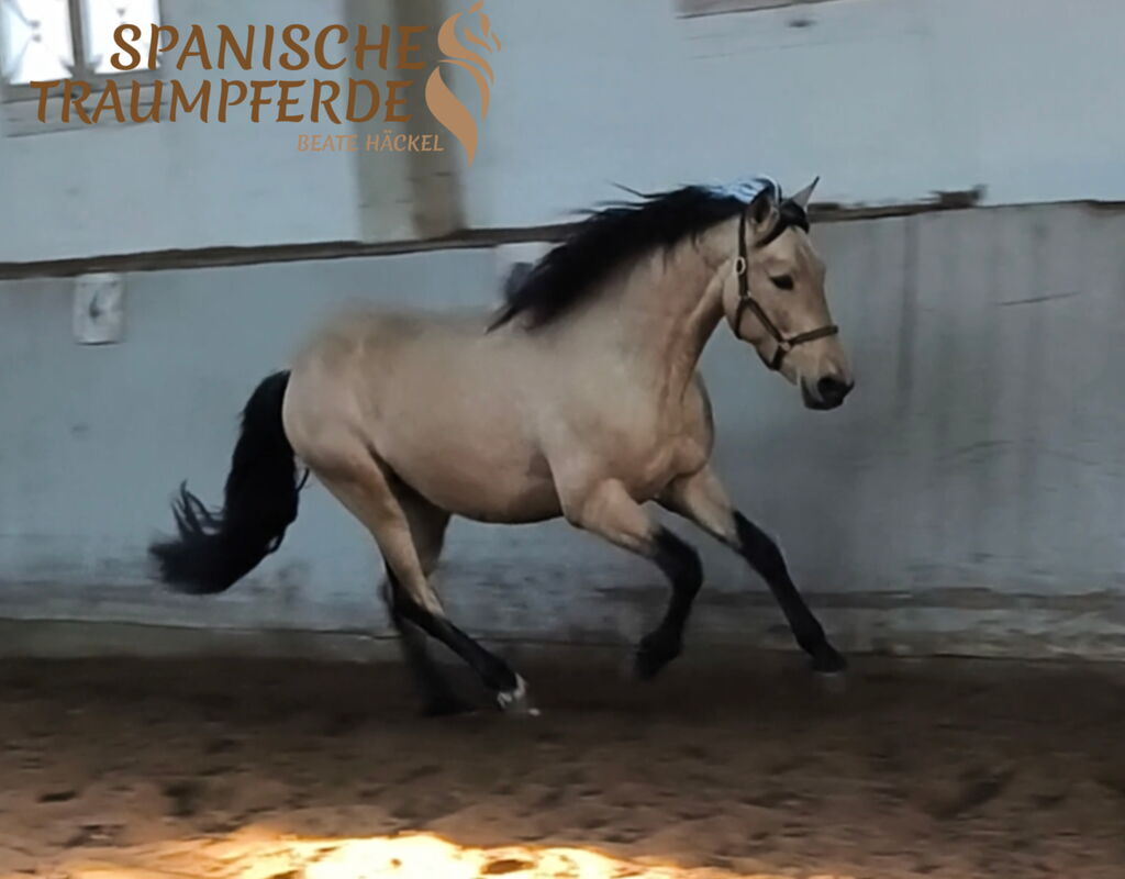 Bild 7 von SIMBA SH, Pura Raza Español, Wallach, 2022