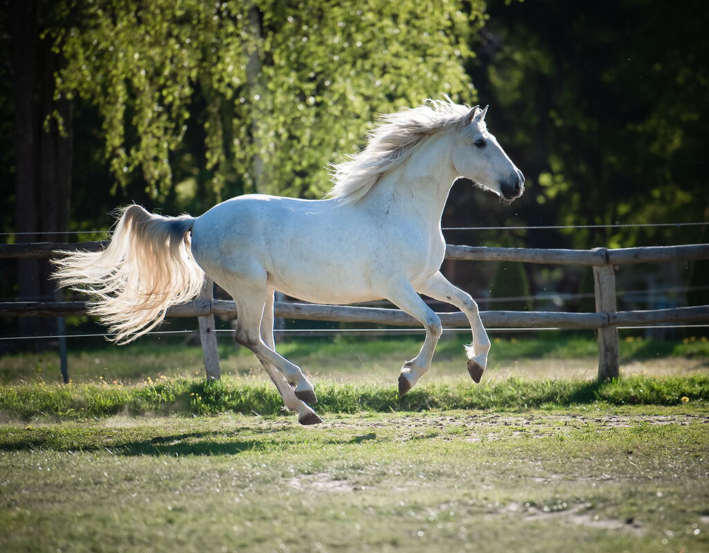 Bild 6 von RONALDO XVI, Pura Raza Espanol, Wallach, 2010