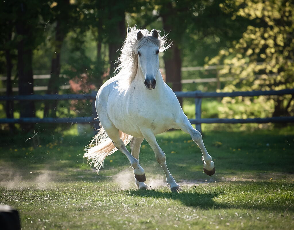 Bild 7 von RONALDO XVI, Pura Raza Espanol, Wallach, 2010