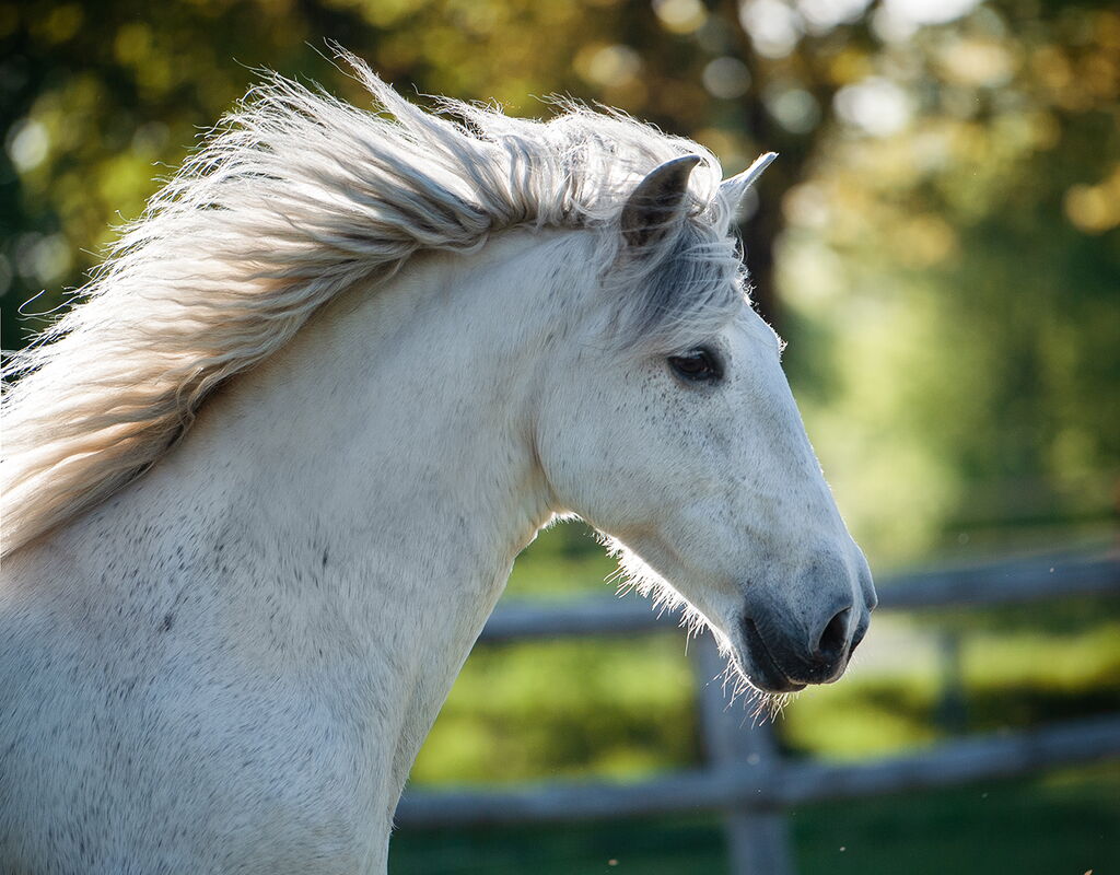 Bild 9 von HEREDERO, Pura Raza Espanol, Wallach, 2013