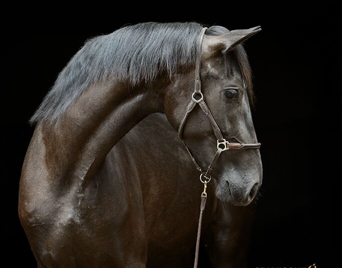 Bild 2 von REBECCA SH, Pura Raza Español, Stute, 2021