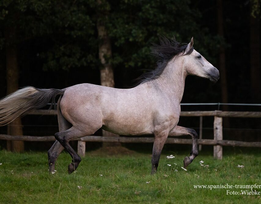 Bild 9 von QUICHE SH, Pura Raza Espanola, Stute, 2020