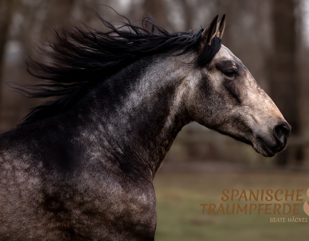 Bild 6 von RENE SH, Pura Raza Español, Hengst, 2021