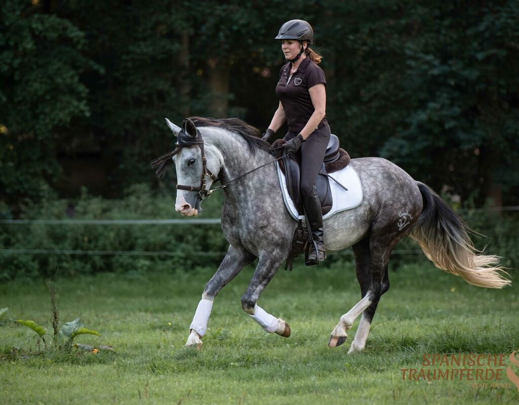 Bild 13 von MANEL, Lusitano, Wallach, 2019
