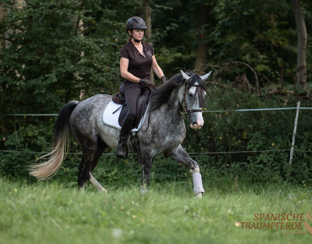 Bild 10 von MANEL, Lusitano, Wallach, 2019