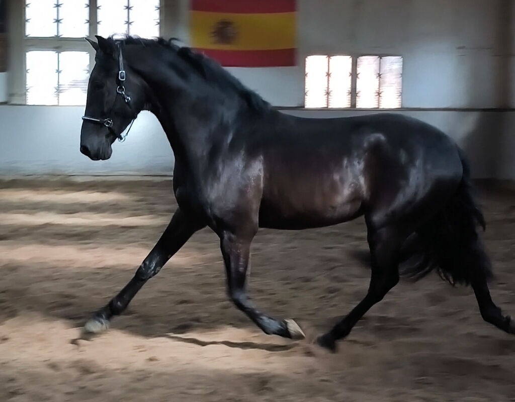 Bild 3 von SULTAN SH, Pura Raza Español, Wallach, 2022