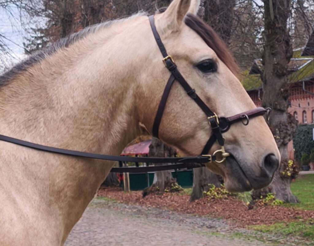 Bild 4 von ROCINANTE SH, Pura Raza Español, Hengst, 2021