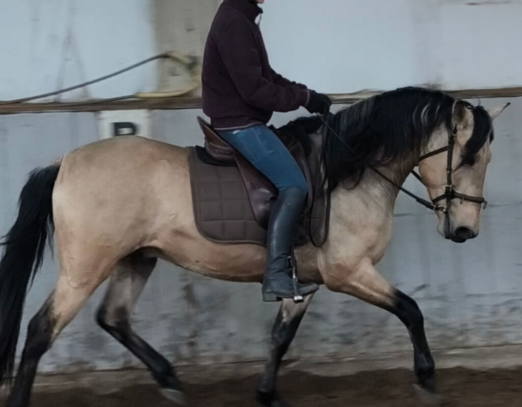 Bild 11 von SIMBA SH, Pura Raza Español, Wallach, 2022