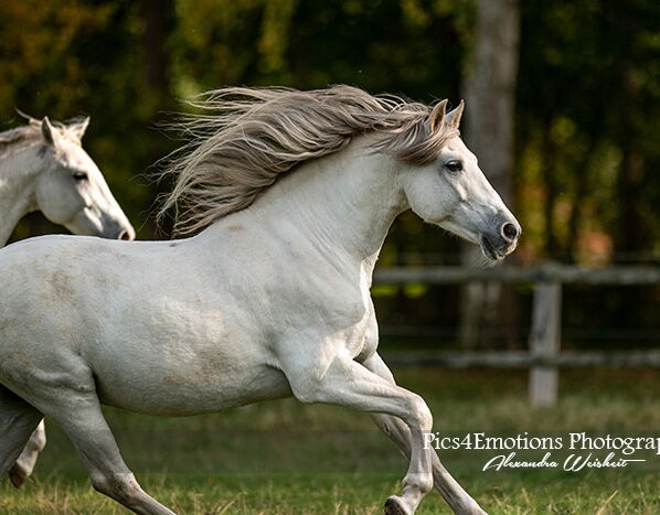 Bild 3 von HEREDERO, Pura Raza Espanol, Wallach, 2013