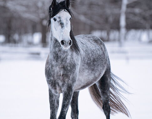 Bild 7 von SALOMON SH, Pura Raza Español, Wallach, 2022