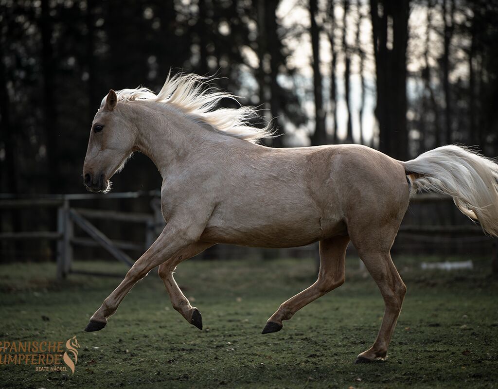 Bild 5 von MERLIN, Andalusier, Wallach, 2020
