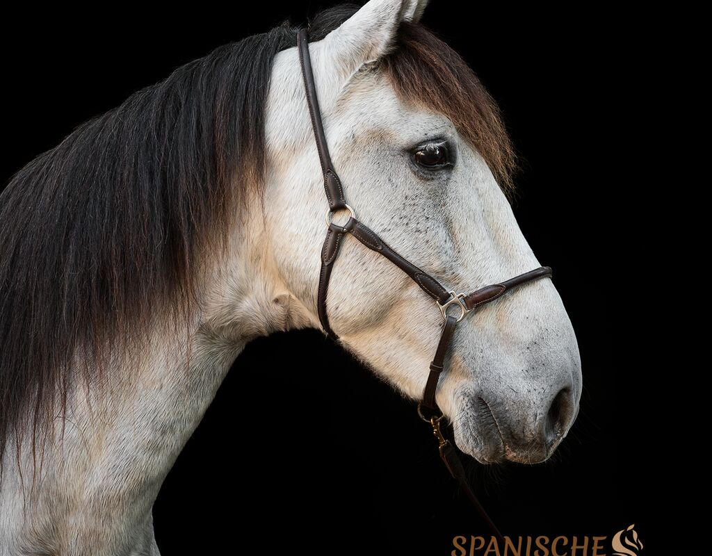 Bild 1 von OGEO SH, Pura Raza Espanola, 2018