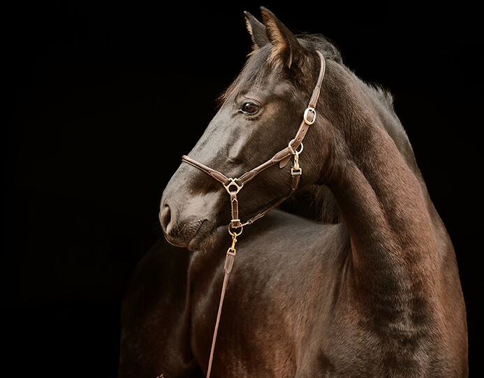 Bild 4 von QUINTA SH, Pura Raza Español, Stute, 2020