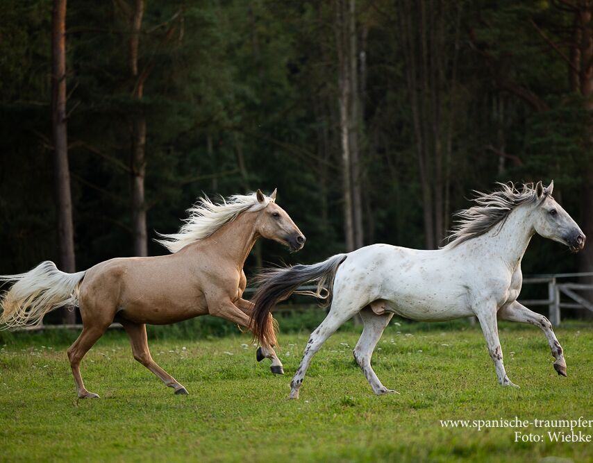Bild 8 von ROYAL SH, Andalusier, Wallach, 2021