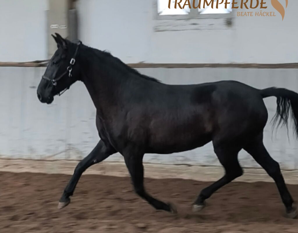 Bild 3 von QUINTA SH, Pura Raza Español, Stute, 2020