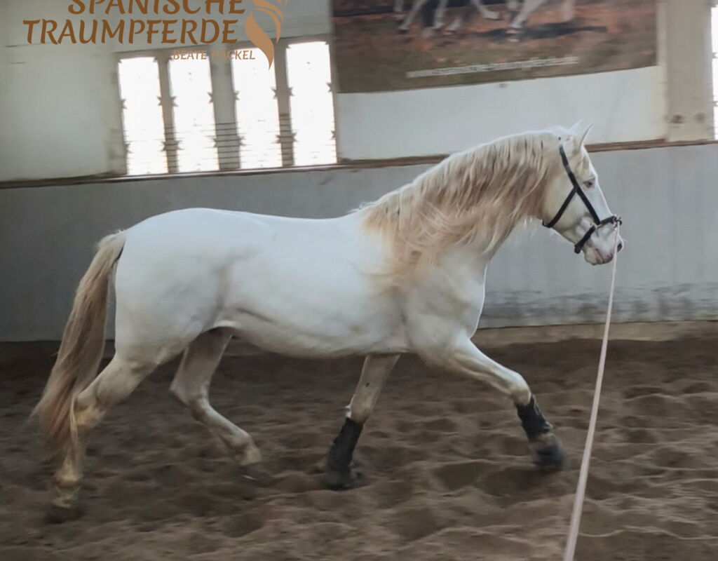 Bild 4 von REY SH, Pura Raza Español, Hengst, 2021