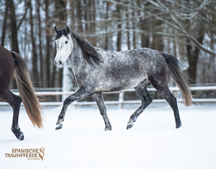 Bild 9 von SALOMON SH, Pura Raza Español, Wallach, 2022