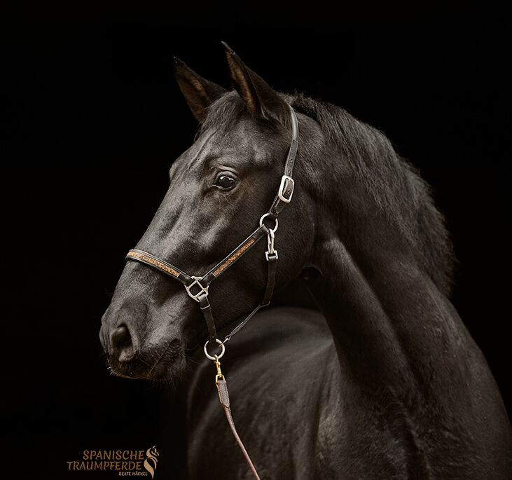 P.R.E. Pferd SIRIUS SH, Pura Raza Espanol, Wallach, 2022 SIRIUS SH, Pura Raza Espanol, Wallach, 2022 / P.R.E. / Wallach