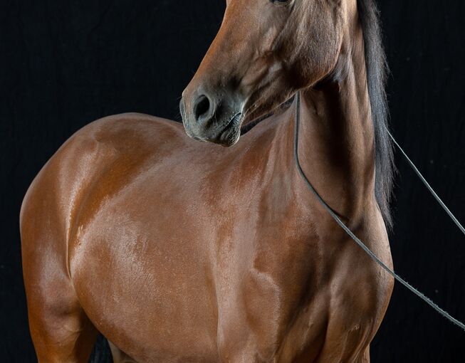 Bild 4 von RUISEÑOR, Andalusier, Wallach