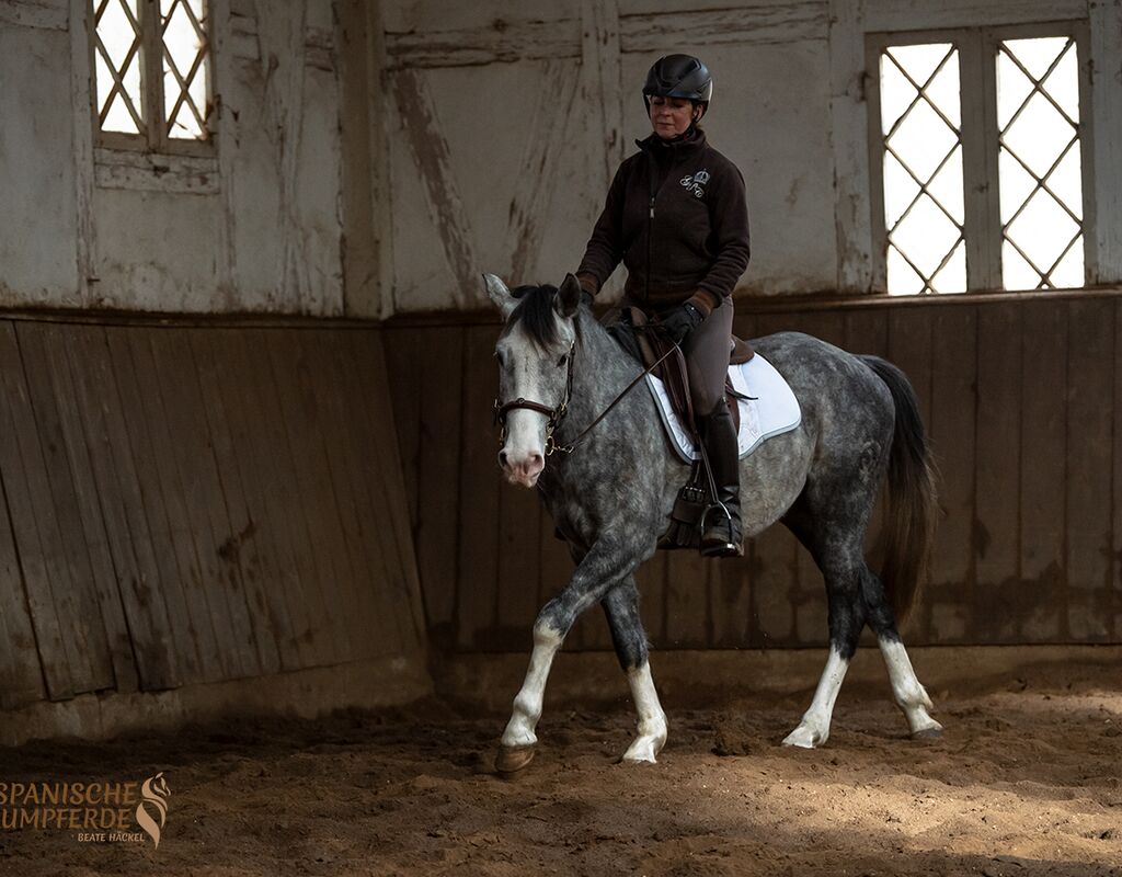 Bild 8 von MANEL, Lusitano, Wallach